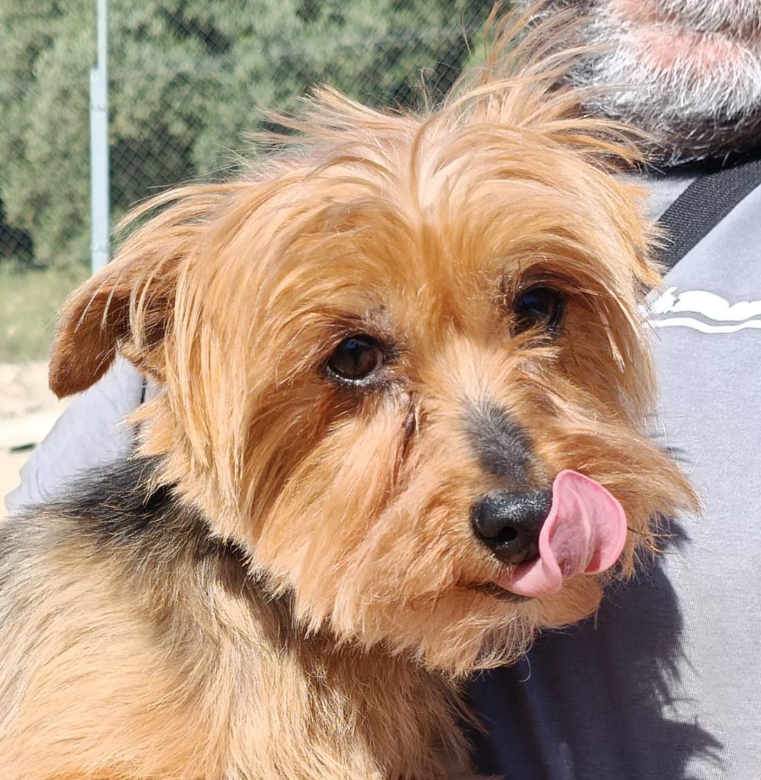Cuca